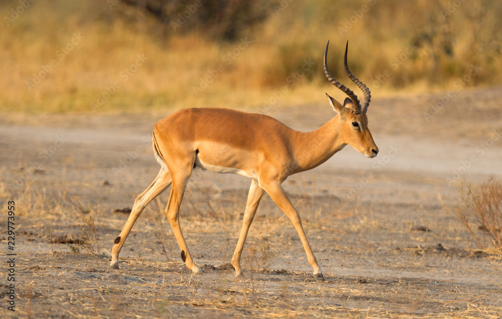 Common Impala (Aepyceros melampus) Common Impala (Aepyceros melampus)