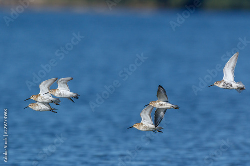 Dunlin  Calidris alpina 