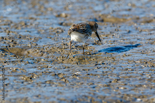 Dunlin (Calidris alpina) © fotoparus