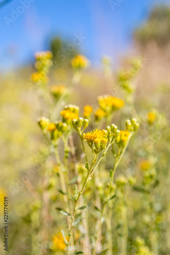 Vivid yellow wild flowers in the arid Californian countryside © lemanieh