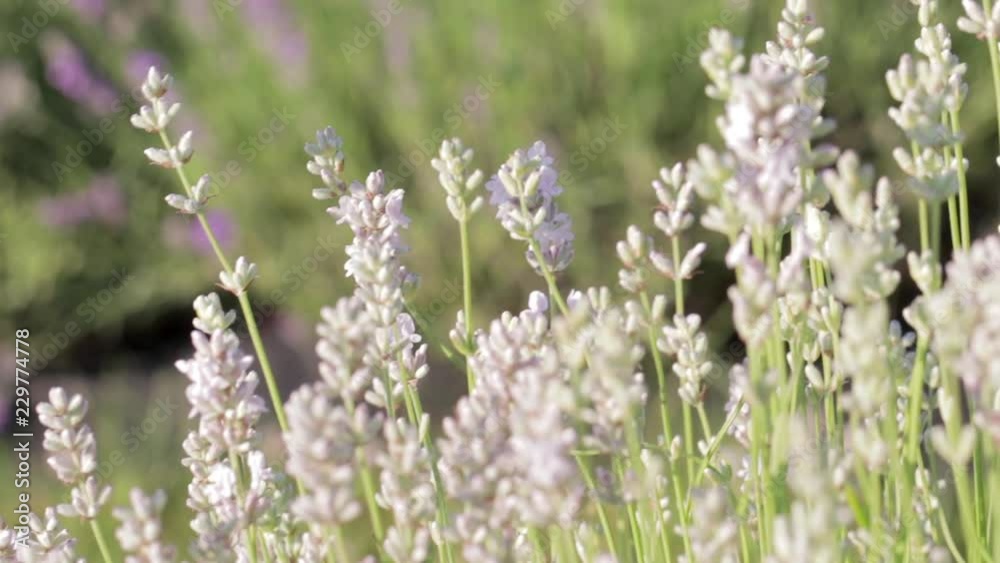 Light white lavender flowers macro blowing in the wind Light white lavender flowers macro blowing in the wind