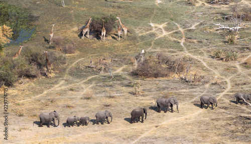 Photography Elephants and giraffes in the Okavango delta (Botswana)