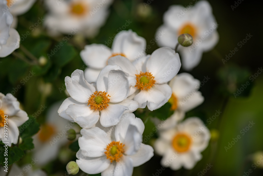 白いシュウメイギクの花 白いシュウメイギクの花