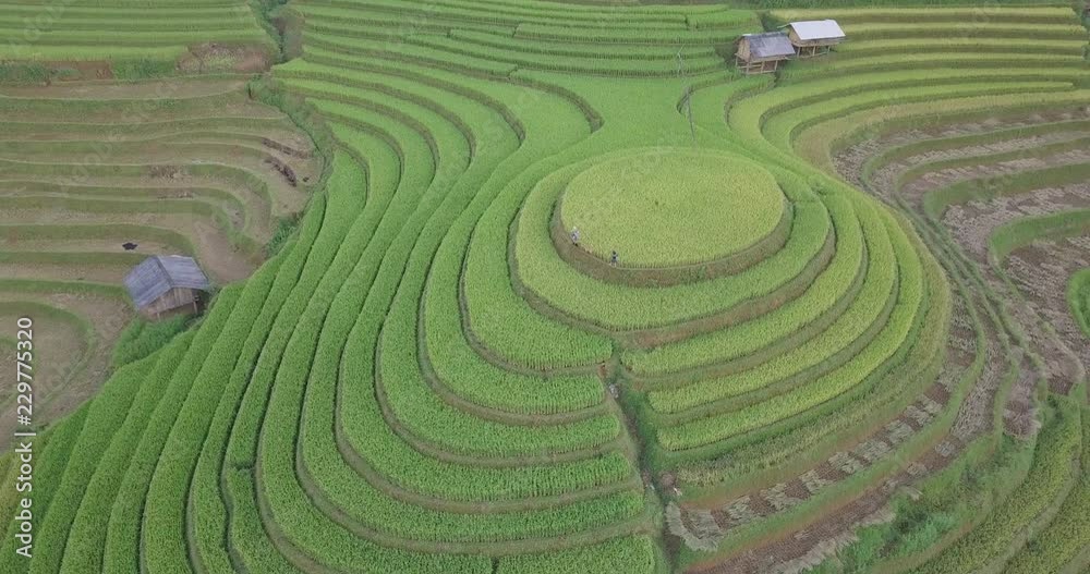 Vietnam landscapes with terraces rice field. Rice fields on terraced of Sapa, Lao Cai. Royalty high-quality free stock footage of beautiful terrace rice fields prepare the harvest at Vietnam