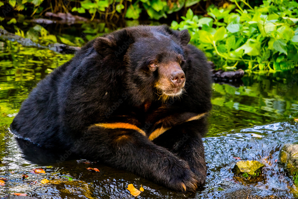 Asian black bear relaxing in water. Ursus thibetanus Asian black bear relaxing in water. Ursus thibetanus