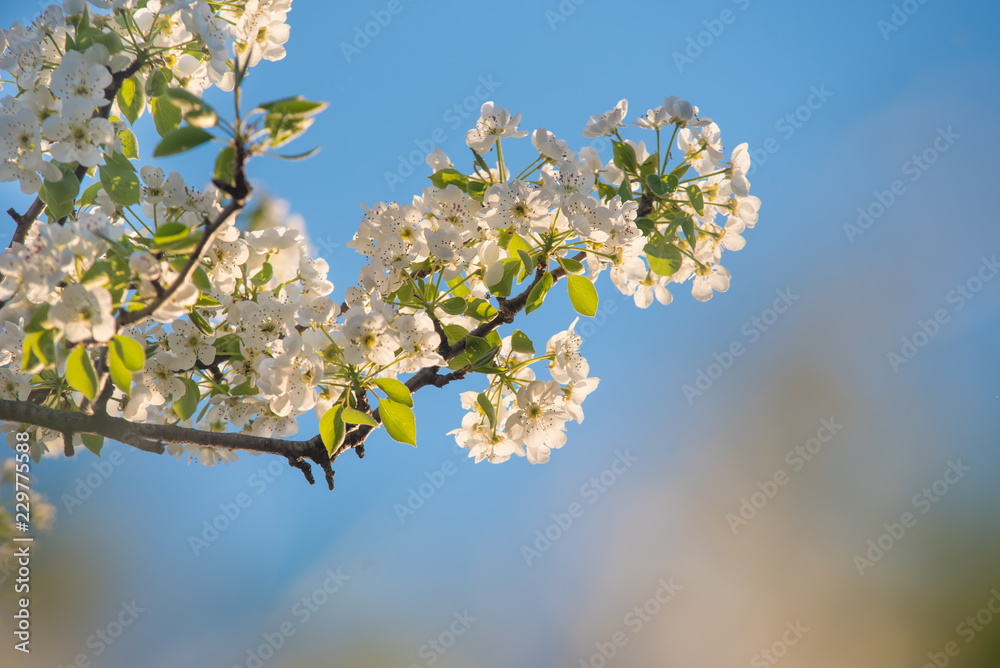 Flowers on the blue sky, selective focus Flowers on the blue sky, selective focus