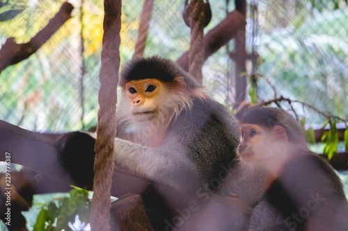 Red-shanked Douc relaxing on the tree in zoo. (Pygathrix nemaeus) photo
