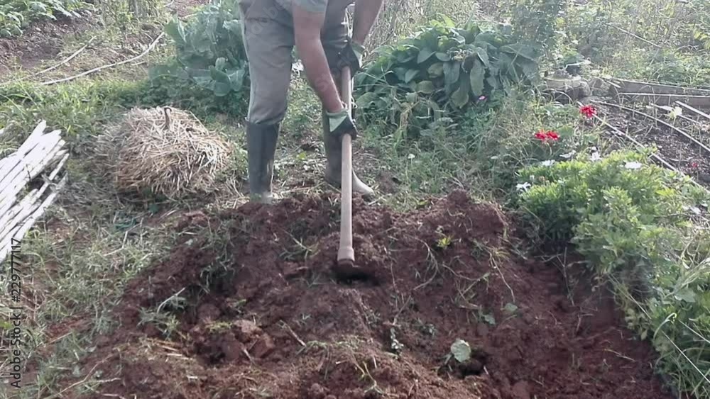 Agricultor que trabaja la tierra con la ayuda de una azada que prepara la tierra para plantar.