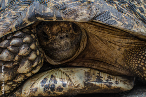Turtle close up
