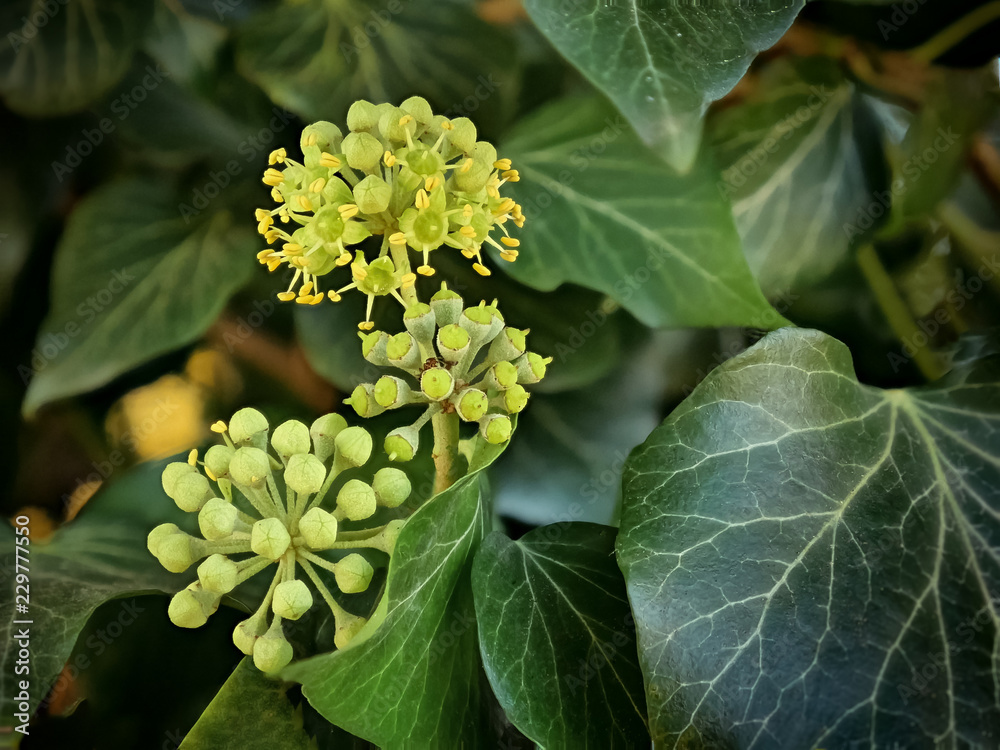 Fototapeta premium Common Ivy flowers - Hedera helix -