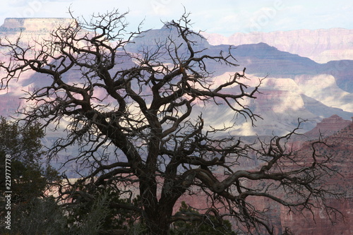 Winter Tree at Grand Canyon's North Rim photo