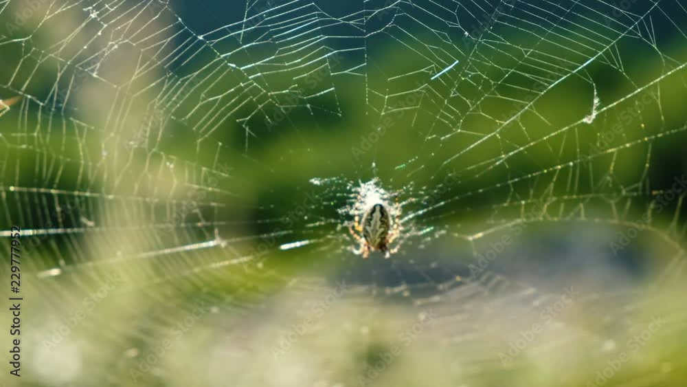 Cross spider araneus sits in the center of the web on a sunny day in nature in summer. Cross spider araneus sits in the center of the web on a sunny day in nature in summer.