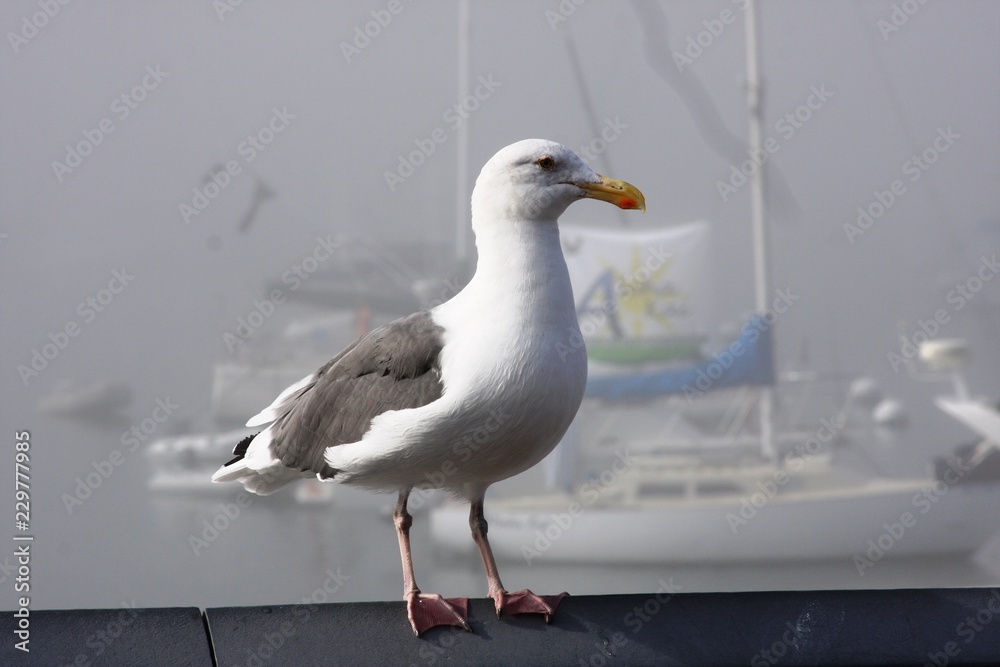 Fototapeta premium Seagull