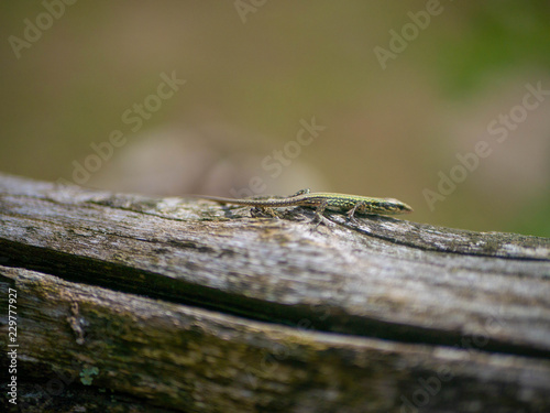 Small lizard sitting on the log of a fence in a sunny garden 