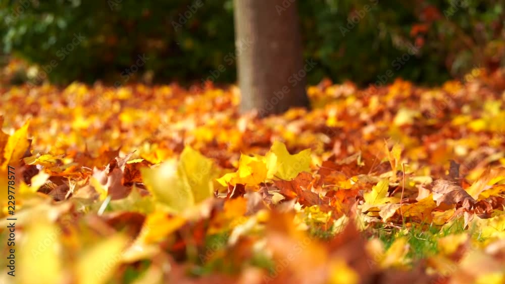 Autumnal Leaves Falling to Ground Slow Motion close up Autumnal Leaves Falling to Ground Slow Motion close up