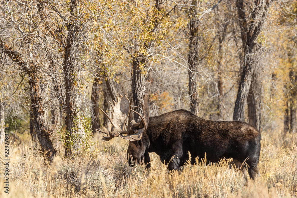 Bull Shiras Moose in Autumn in Wyoming Bull Shiras Moose in Autumn in Wyoming
