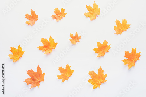 set of orange autumnal maple leaves isolated on white