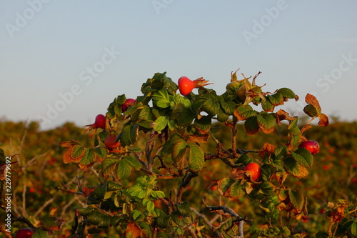 Hagebuttenstrauch im Morgenlicht photo