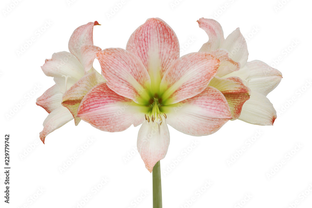 Blooming Pink Hippeastrum, Amaryllis Flowers Isolated on White Background