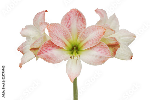 Blooming Pink Hippeastrum, Amaryllis Flowers Isolated on White Background