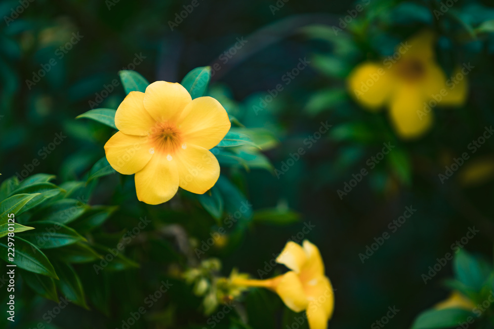 Garden of yellow flowers and green leaves with blurred background. Garden of yellow flowers and green leaves with blurred background.