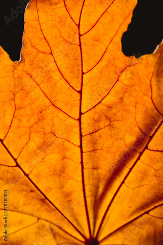 close up of orange maple leaf with veins isolated on black, autumn background