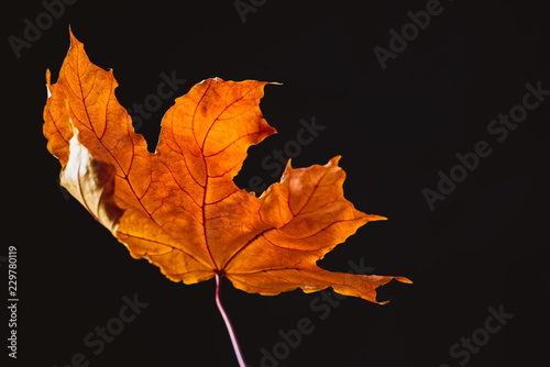 beautiful orange maple leaf isolated on black, autumn background