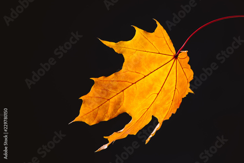 beautiful falling yellow maple leaf isolated on black