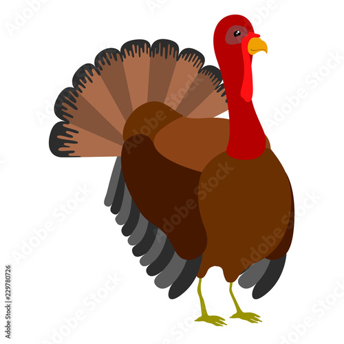 Isolated thanksgiving turkey bird. Vector illustration design