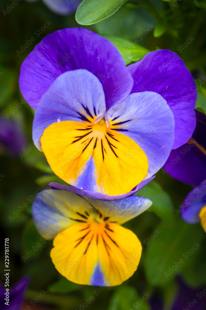 Pansies (Cool Wave Morpho)