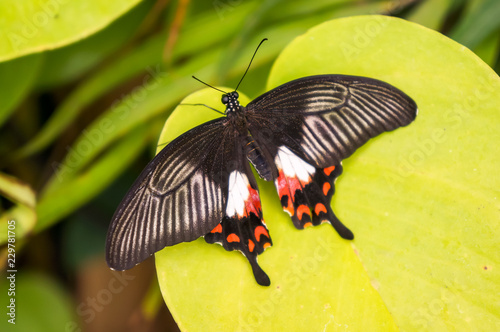 Common Rose Butterfly (Pachliopta aristolochiae) photo