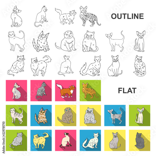 Breeds of cats flat icons in set collection for design. Pet cat vector symbol stock web illustration.