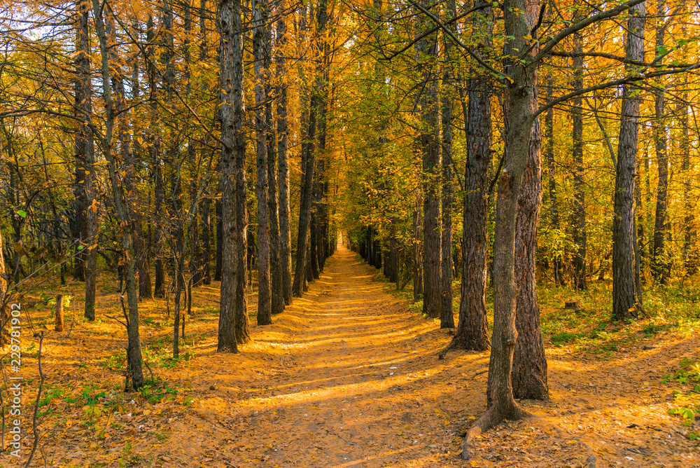 Autumn landscape - a straight path in the autumn forest with tall trees
