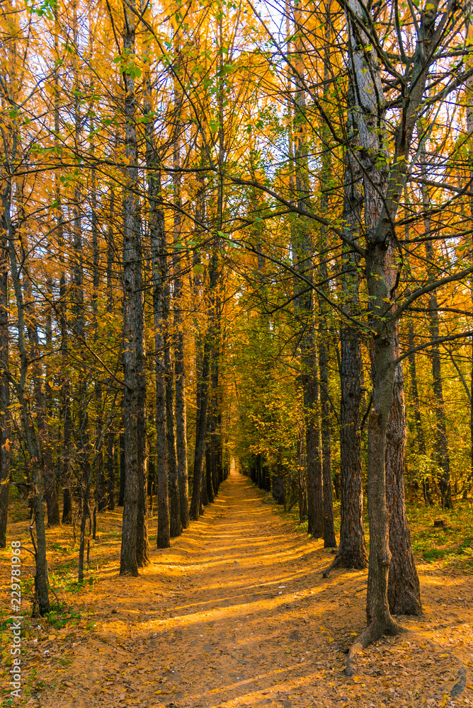 Autumn landscape - a straight path in the autumn forest with tall trees