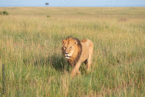 Fototapeta Naklejka Na Ścianę i Meble -  Lion walking through savannah