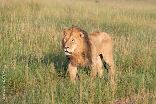 Fototapeta Naklejka Na Ścianę i Meble -  Lion walking through savannah