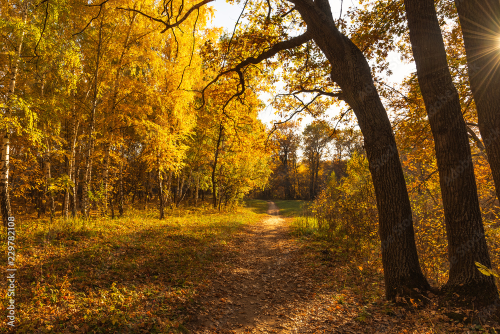 Autumn landscape - sun and trees with golden leaves