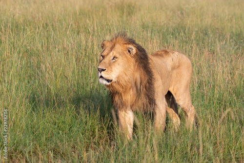 Fototapeta Naklejka Na Ścianę i Meble -  Lion walking through savannah