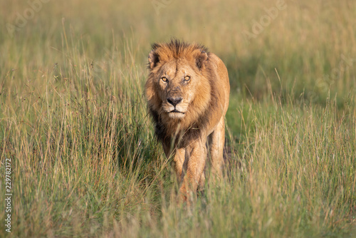 Fototapeta Naklejka Na Ścianę i Meble -  Lion walking through savannah