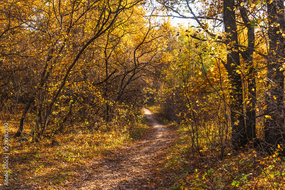 Footpath in the autumn forest in late autumn on a sunny day Footpath in the autumn forest in late autumn on a sunny day