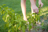 Hands picking fresh green pepper in the garden