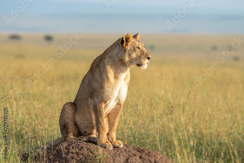Fototapeta Naklejka Na Ścianę i Meble -  Lioness on a hill