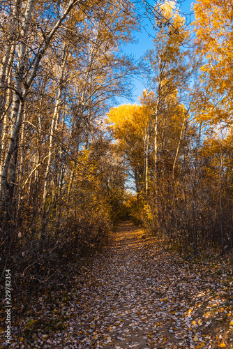 Footpath in the autumn forest in late autumn on a sunny day © Stanislav Ostranitsa
