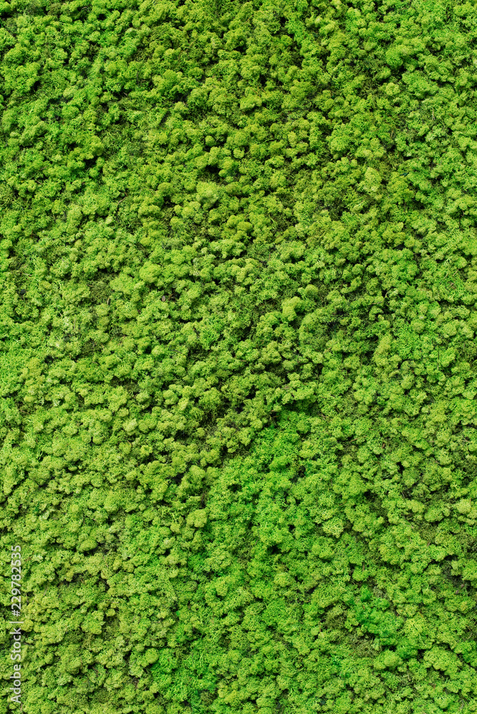 Moos, grün, Natur, Hintergrund Moos, grün, Natur, Hintergrund