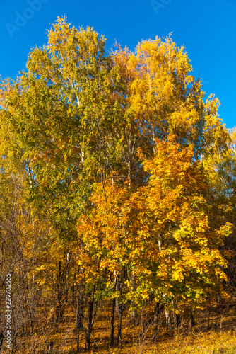 Beautiful birch trees with golden leaves and blue sky