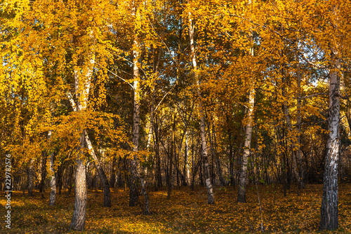 Beautiful birch trunks with gold leaves in woodland