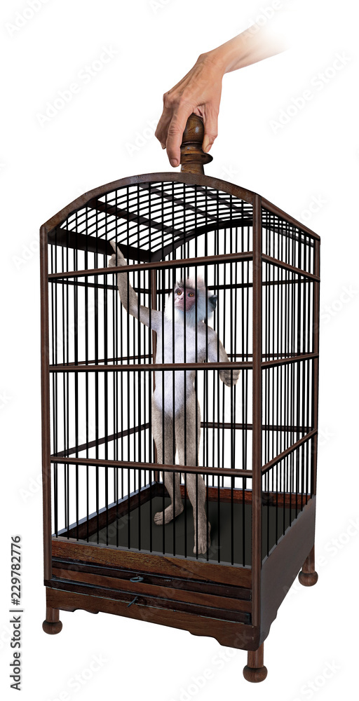 créature, singe en cage, surréaliste, imaginaire, prison, incarcéré,  détenu, animal, cellule, liberté, détention, Stock Illustration | Adobe  Stock