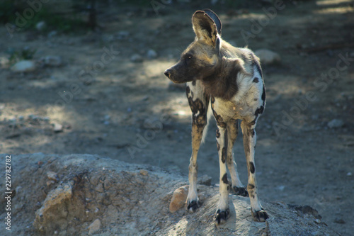 lycaon de profil en afrique