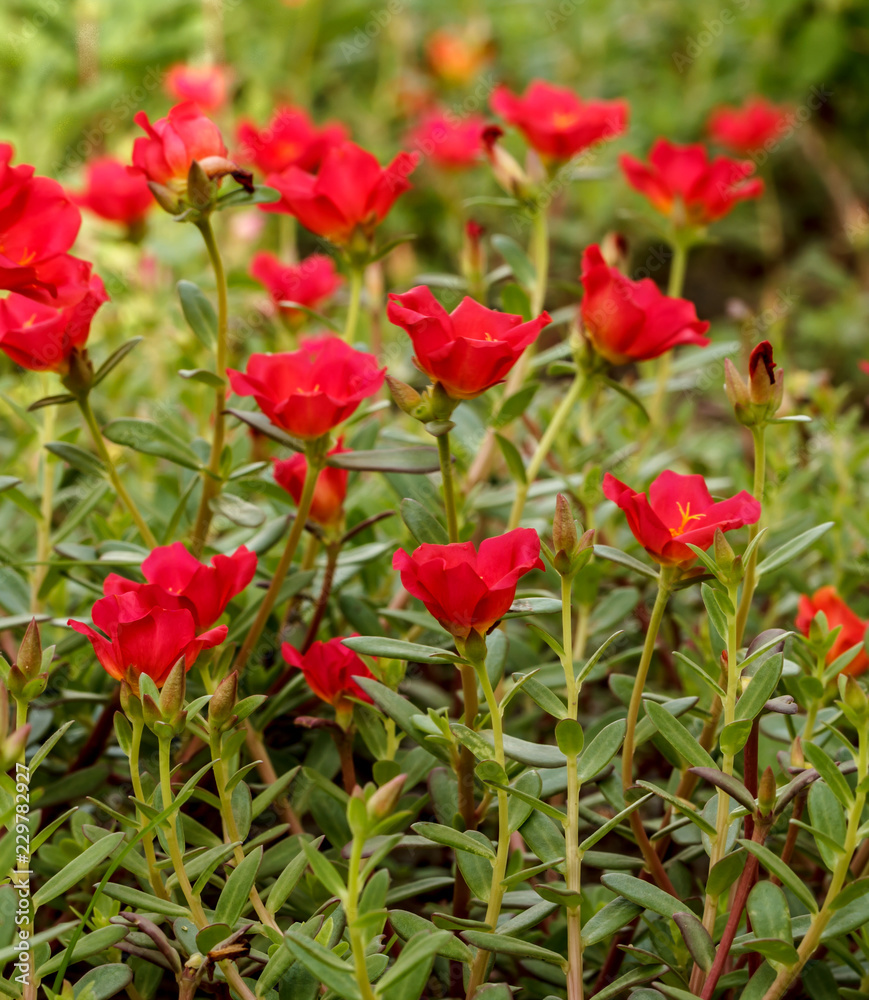 Flower Portulaca oleracea Flower Portulaca oleracea