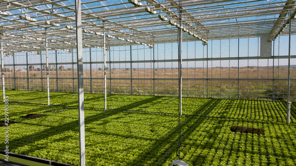 Big modern greenhouse with hydroponic system. Green fresh lettuce salad in the greenhouse. Healthy organic food. Big modern greenhouse with hydroponic system. Green fresh lettuce salad in the greenhouse. Healthy organic food.